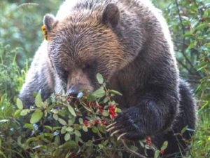 Медведь и ягоды фото